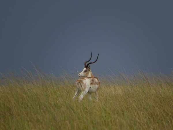 Targeting The White-Flanked Impala