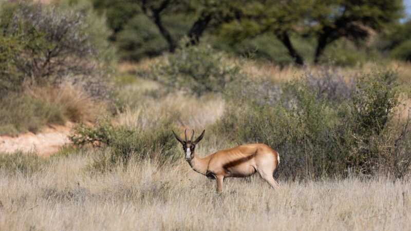 Hunting The Copper Springbok