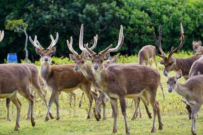 Rusa Deer Hunting In Mauritius