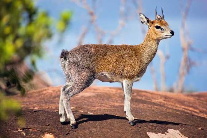 Game Hunting In Africa: The Klipspringer