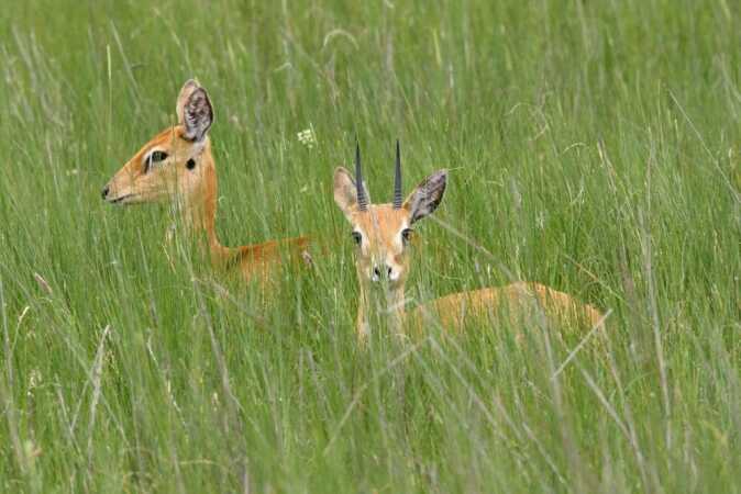 Game Hunting In Africa: The Oribi