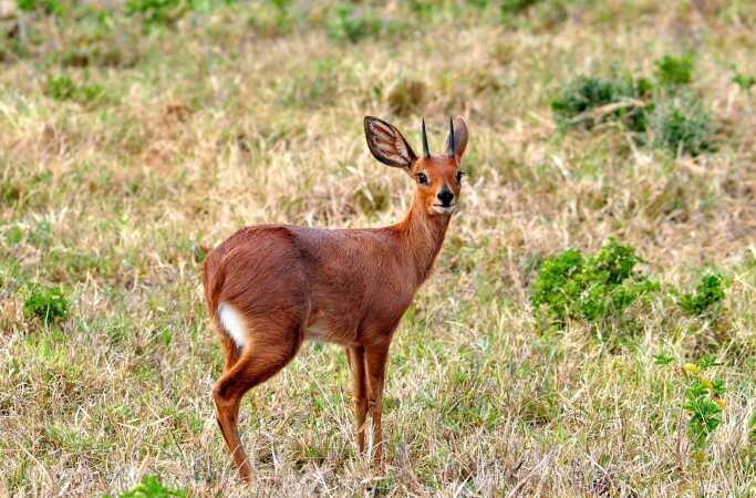 Cape Grysbok Hunting In South Africa