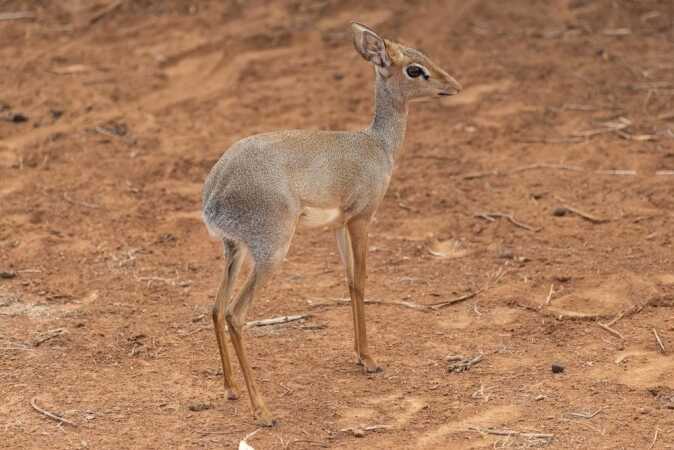 Game Hunting Guenter’s Dik-Dik
