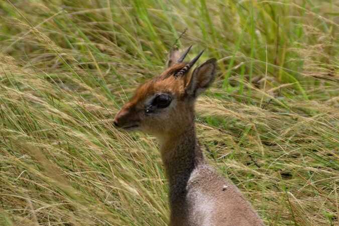 Hunting The Bate's Pygmy Antelope