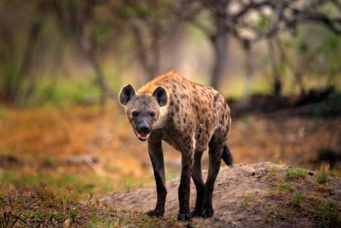 Hunting The Spotted Hyena In Africa