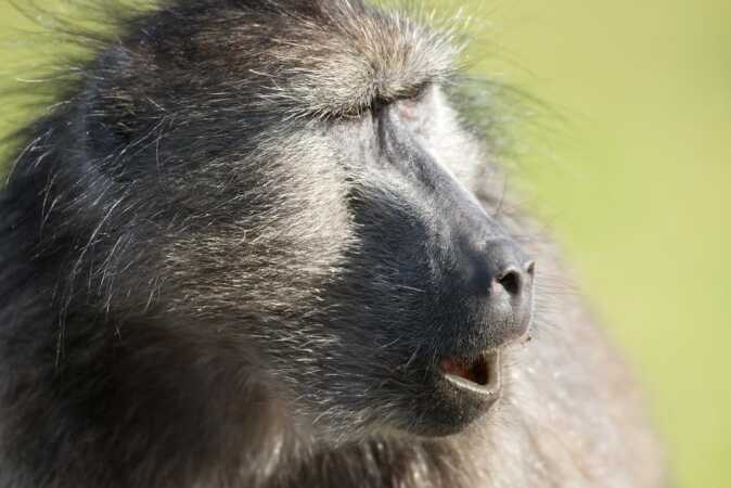 Baboon Hunting In South Africa