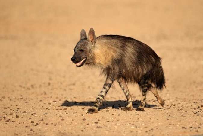 Brown Hyena Hunting In Africa