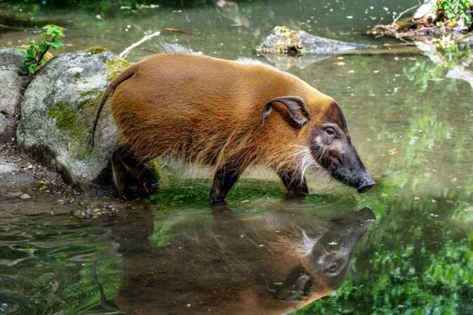 Red River Hog Africa Hunts