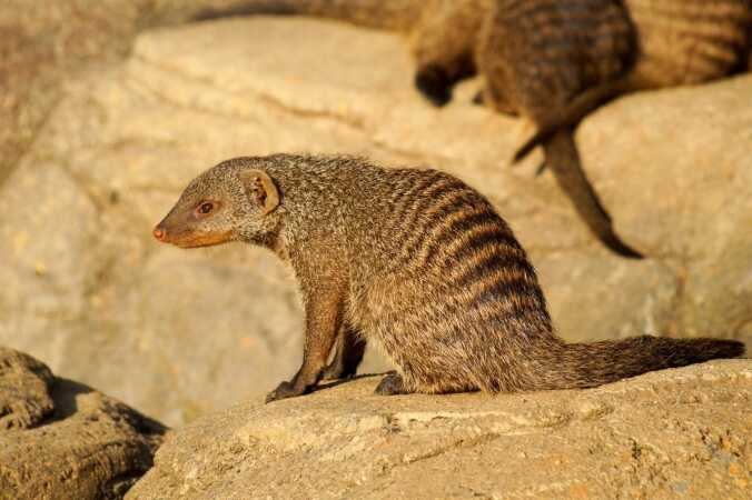 Game Hunting Adventures: The Banded Mongoose