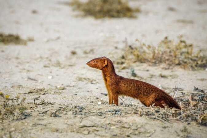 Specialty Game Hunting Safaris: The Slender Mongoose
