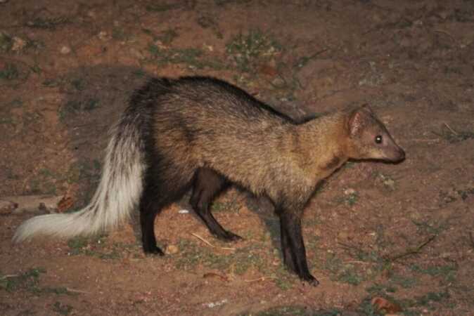 White-Tailed Mongoose Hunting Safaris In Africa