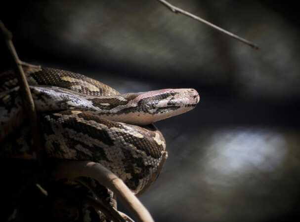 African Hunts: The Central African Rock Python