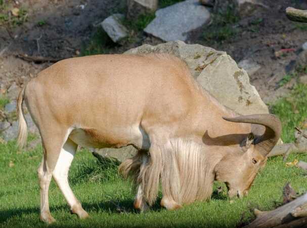 Game Hunting In Africa: The Aoudad