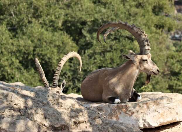 Targeting The Ibex Nubian During A Hunting Adventure