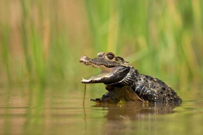 African Hunts Targeting The Dwarf Crocodile