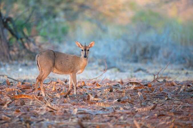 Shot Placement On Small Antelope