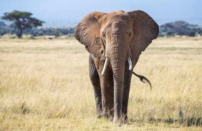 Shot Placement On African Elephant