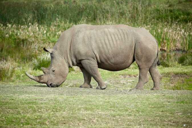 Shot Placement On Rhinoceros