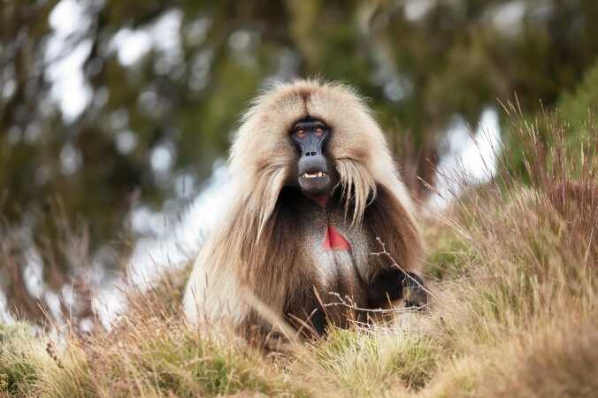 Gelada Hunting In Ethiopia