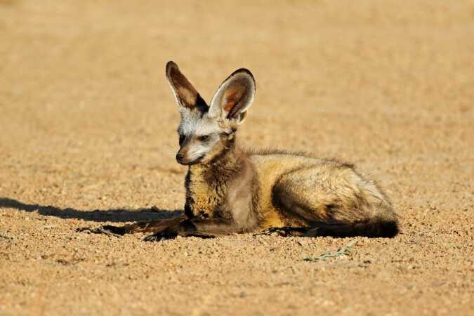 Bat-Eared Fox Hunting in Africa
