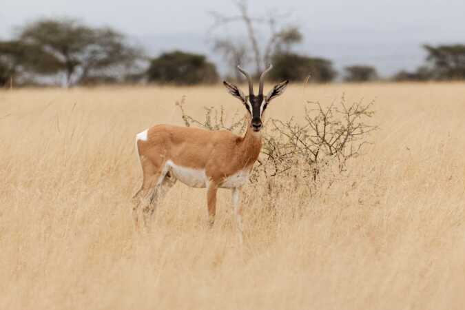 African Plains Game Safaris: Hunting The Soemmerring’s Gazelle