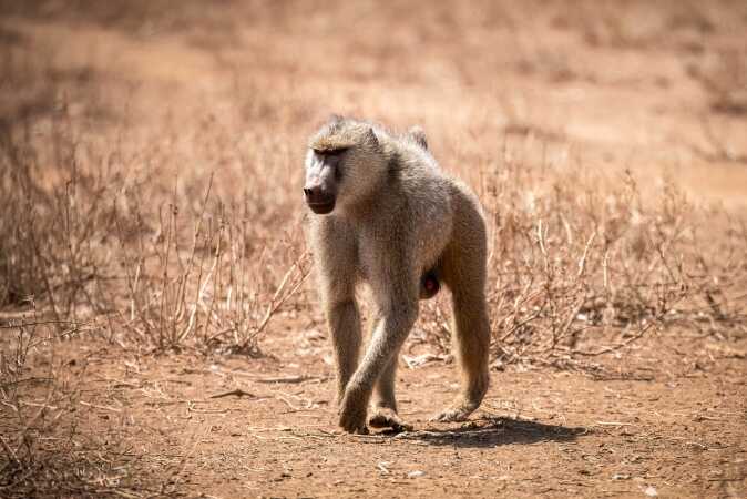 Specialty Game Hunting: Tracking The Yellow Baboon