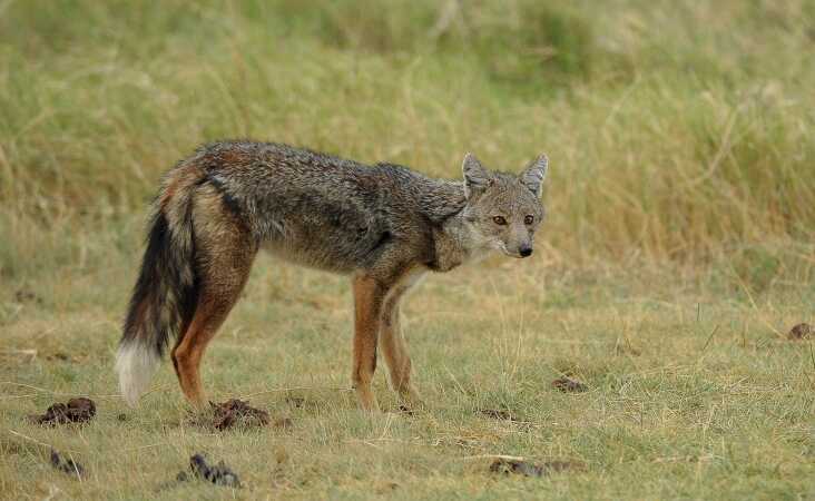 Hunting in Africa: Targeting The Side-Striped Jackal