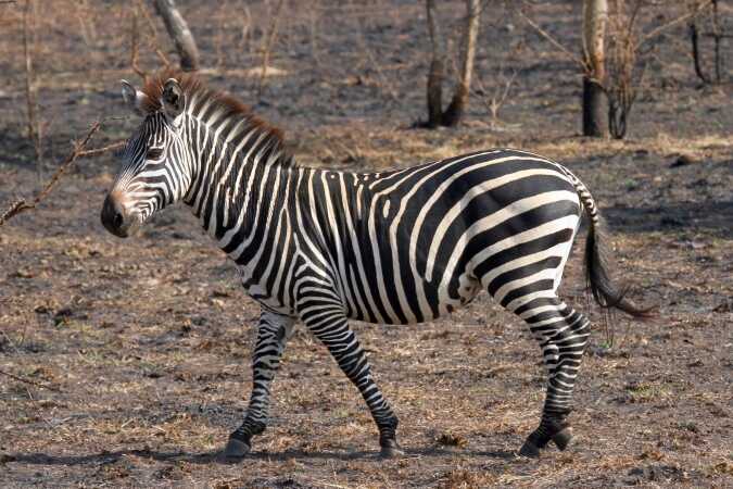 Targeting Grant’s Zebra When Hunting In Africa