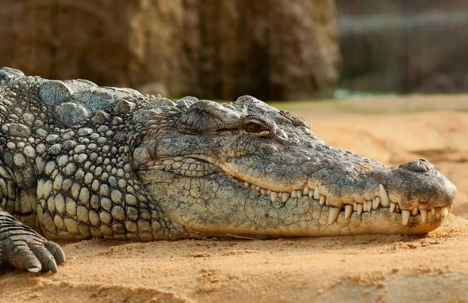 Crocodile Conservation And Sustainable Hunting Practices In Mozambique