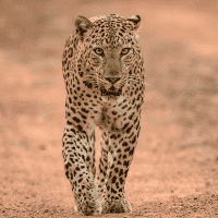 Tracking The History Of Leopard Hunting In Africa