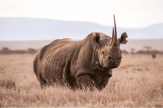 Rhino Hunts