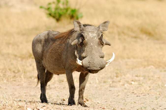 Warthog Hunts