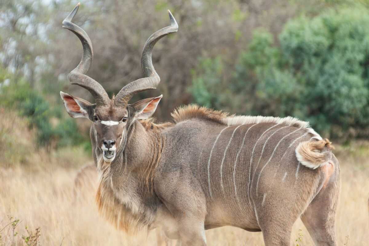 Kudu Hunts