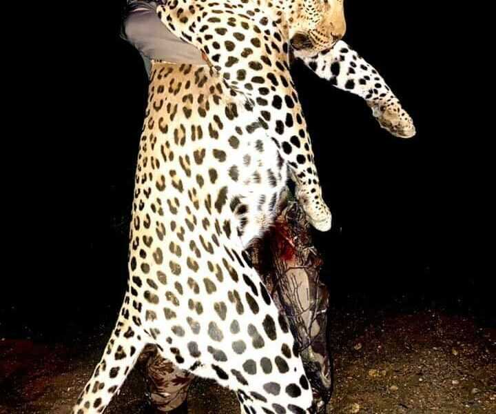 A-successful-leopard-hunting-safari-featuring-an-elated-hunter-and-his-prize-trophy