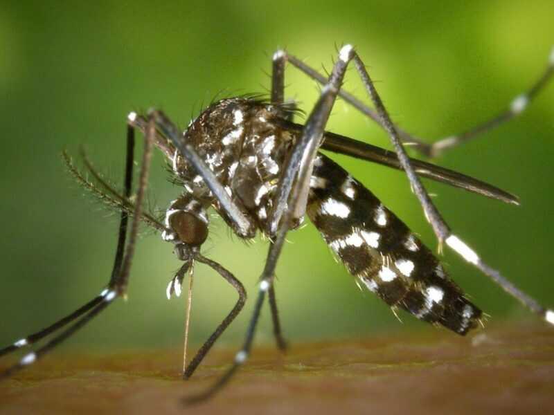 Mosquitoes remain one of the most annoying pests on an African game hunting safari