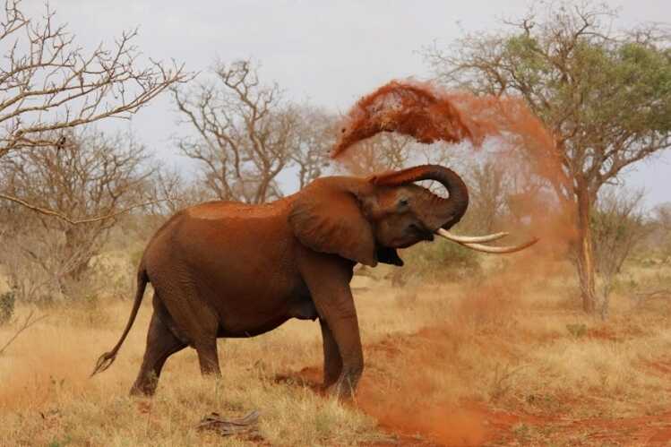 Elephant throwing sand over himself
