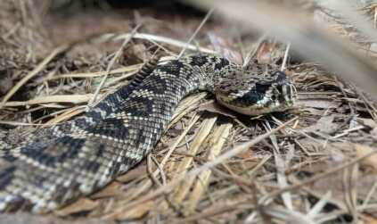 Watch where you step while hunting in Africa, puff adders are experts at camouflaging themselves.