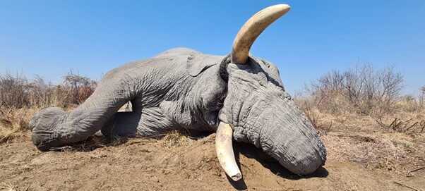 Elephant Hunting in Namibia, Bushmanland continues to produce large tuskers